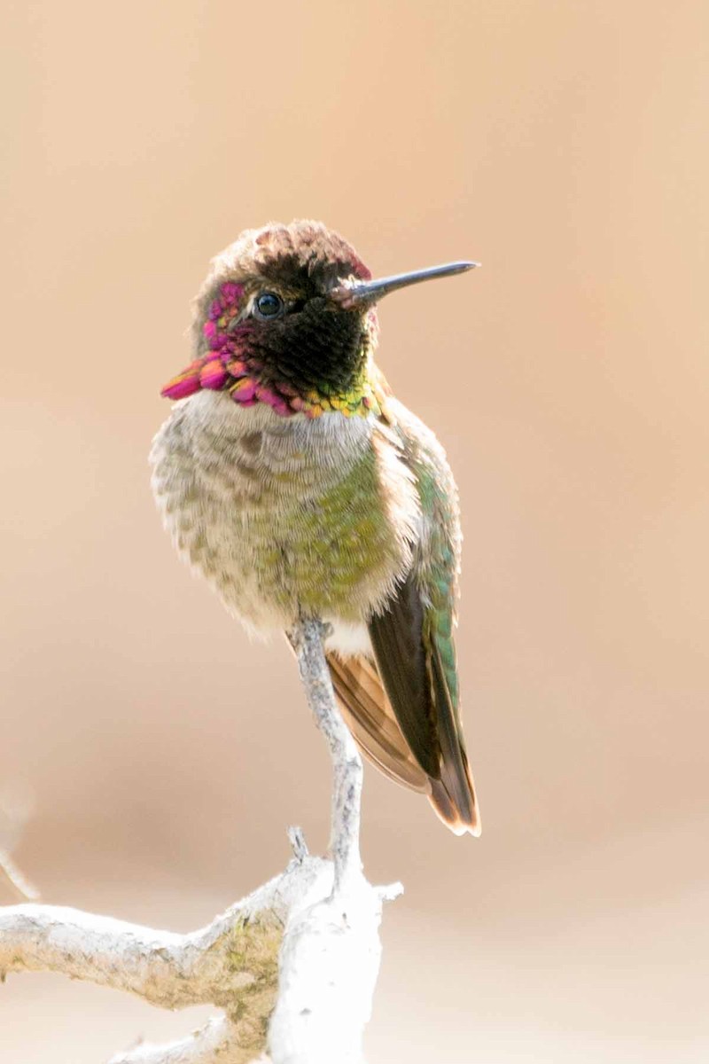 Anna's Hummingbird - ML234482391
