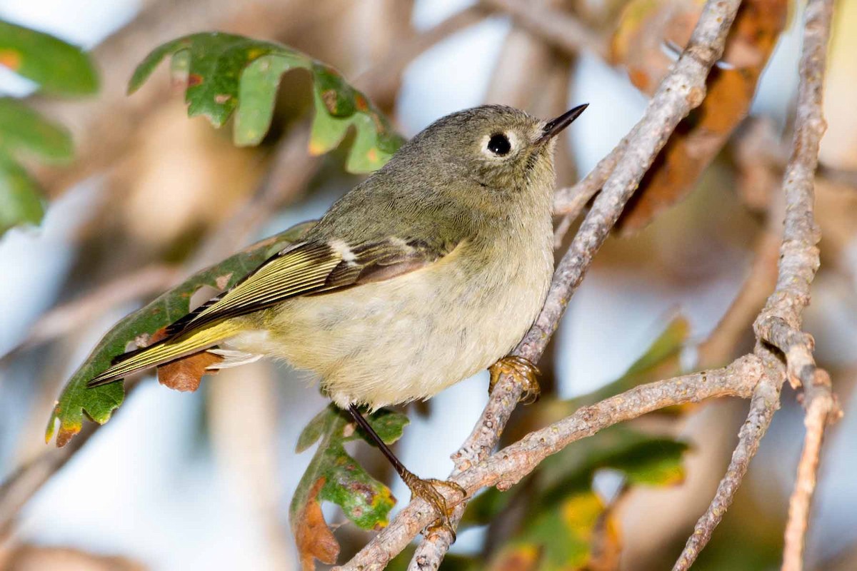 Ruby-crowned Kinglet - Martin Smith