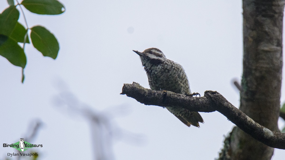 Stierling's Woodpecker - Dylan Vasapolli - Birding Ecotours