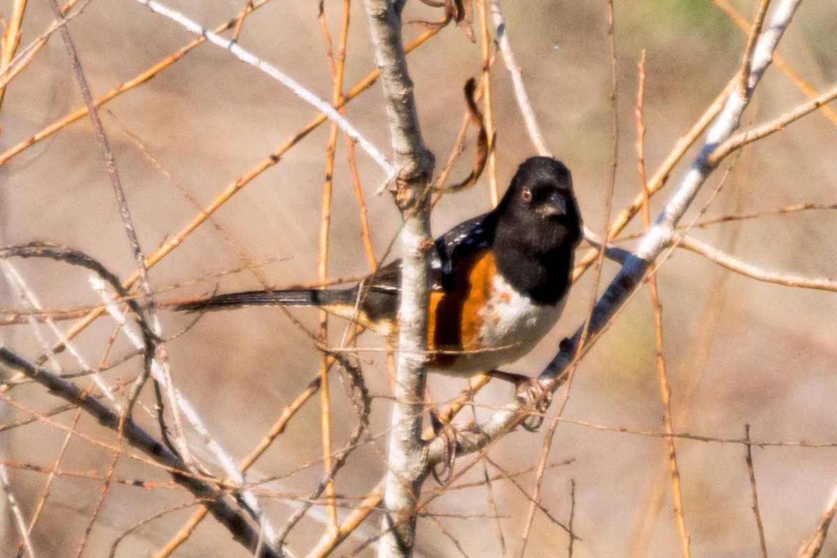 Spotted Towhee - ML234483441