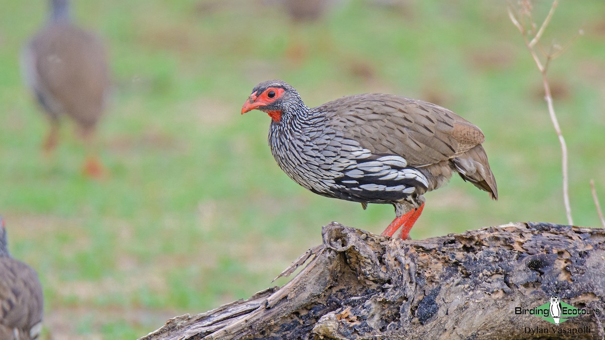 Red-necked Spurfowl - ML234483461