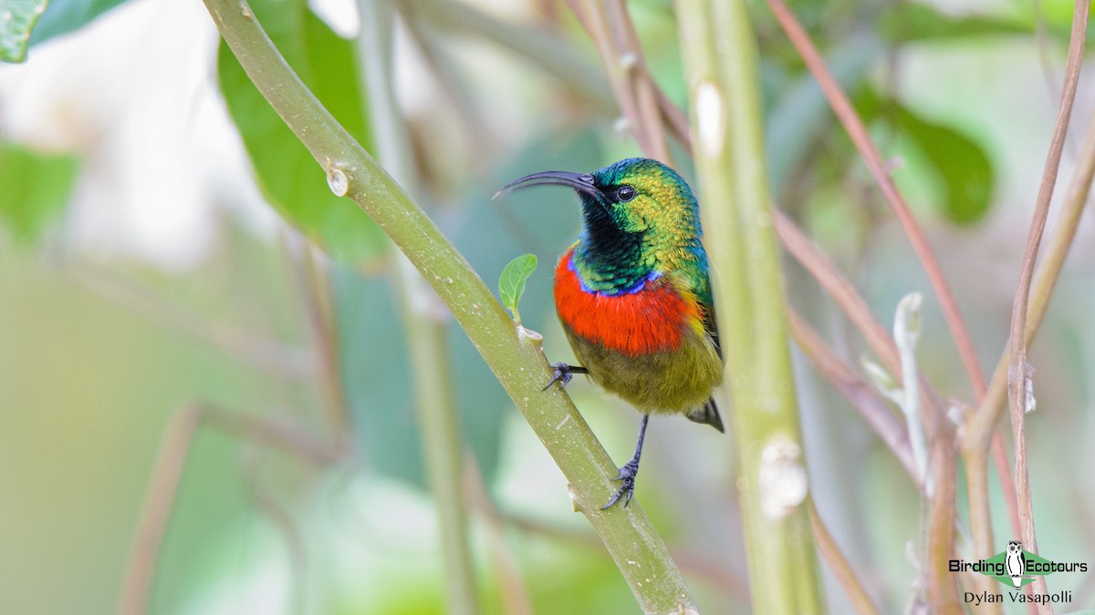 Forest Double-collared Sunbird - ML234484171