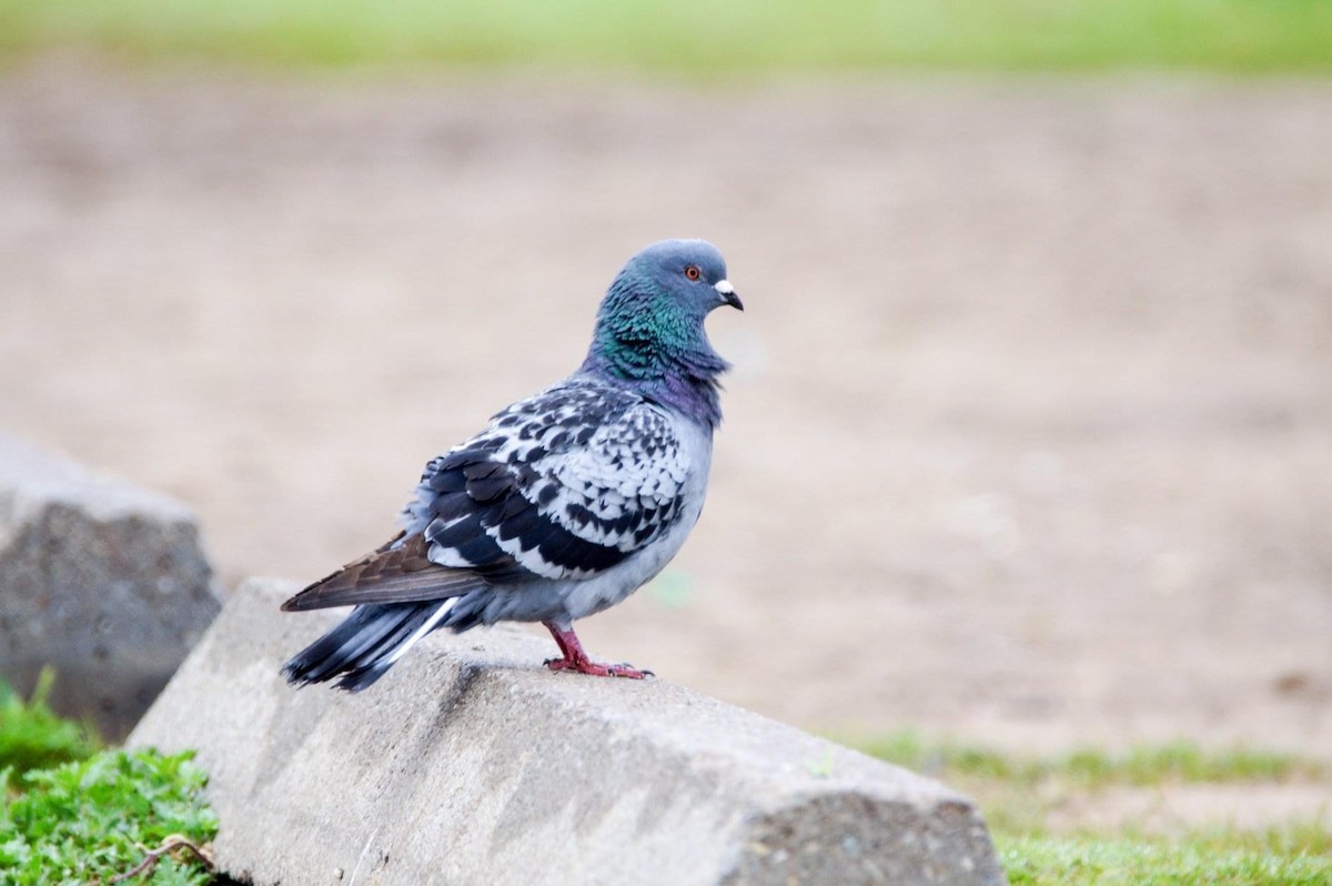 Rock Pigeon (Feral Pigeon) - ML234485841