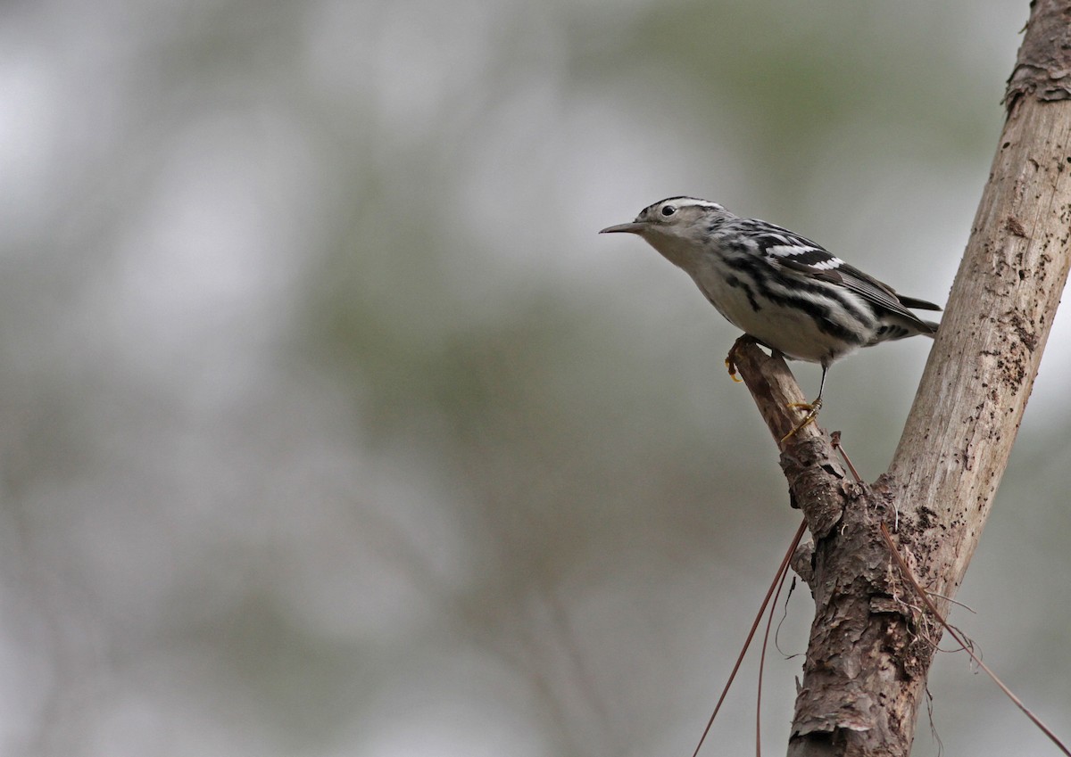 Black-and-white Warbler - ML23449041