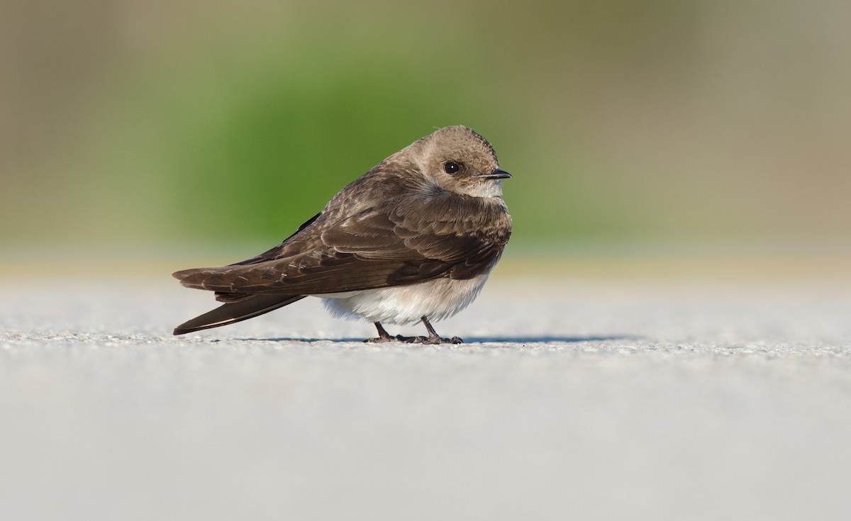 Northern Rough-winged Swallow - Alix d'Entremont