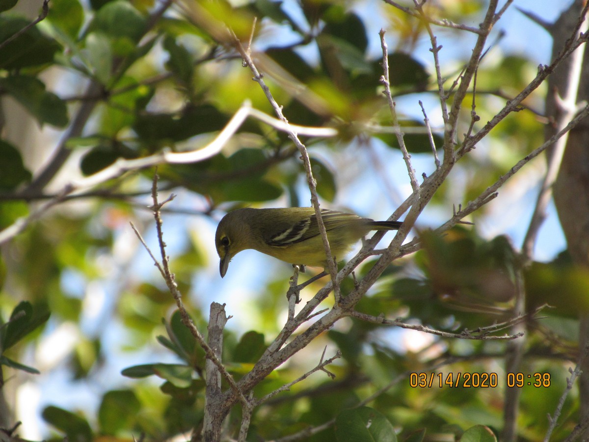 Thick-billed Vireo - ML234492651