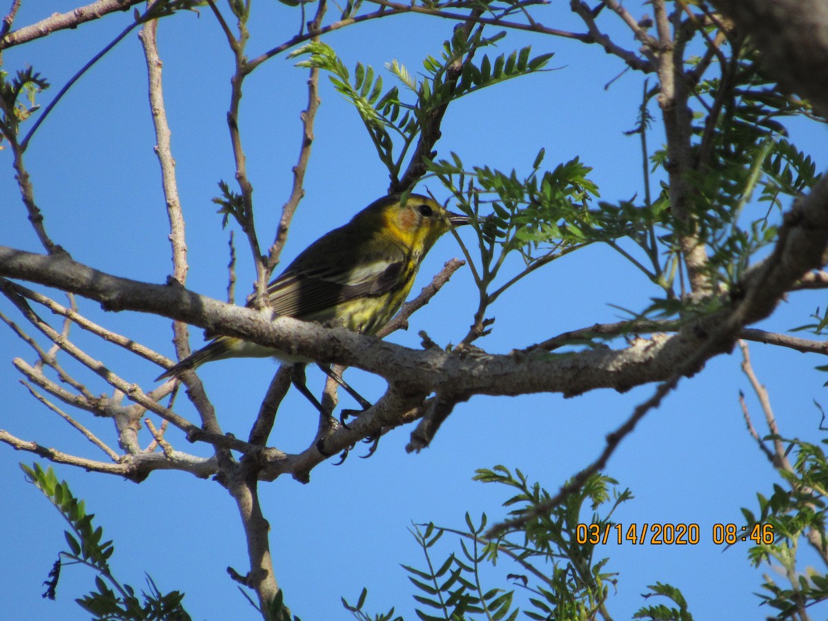 Cape May Warbler - ML234493531