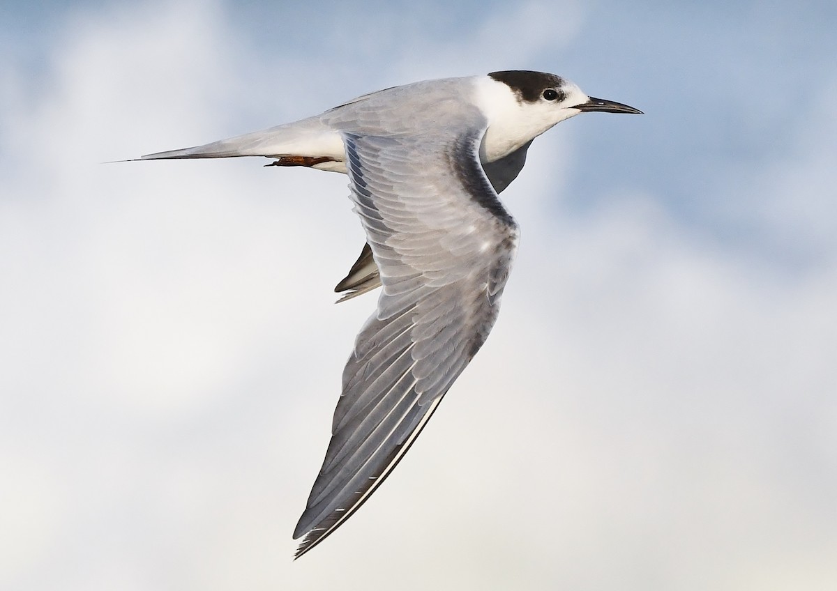Common Tern (longipennis) - ML234495791