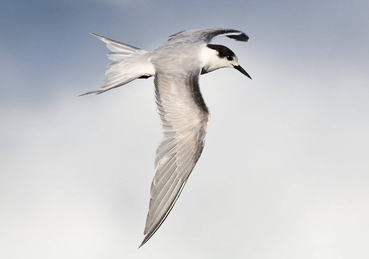 Common Tern (longipennis) - ML234495901