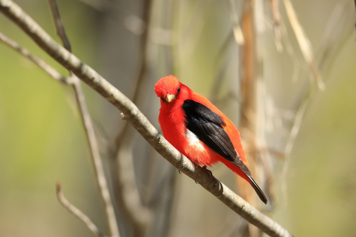 Scarlet Tanager - ML234495911