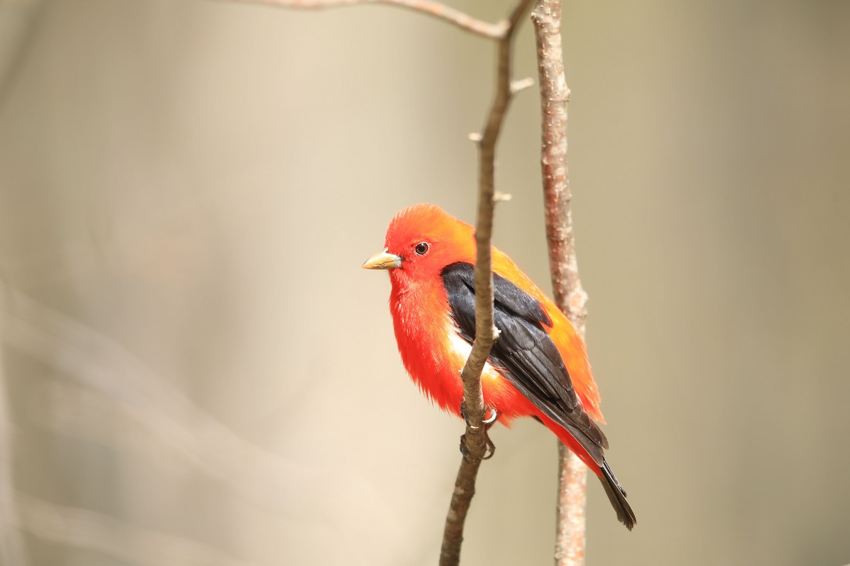 Scarlet Tanager - ML234495931