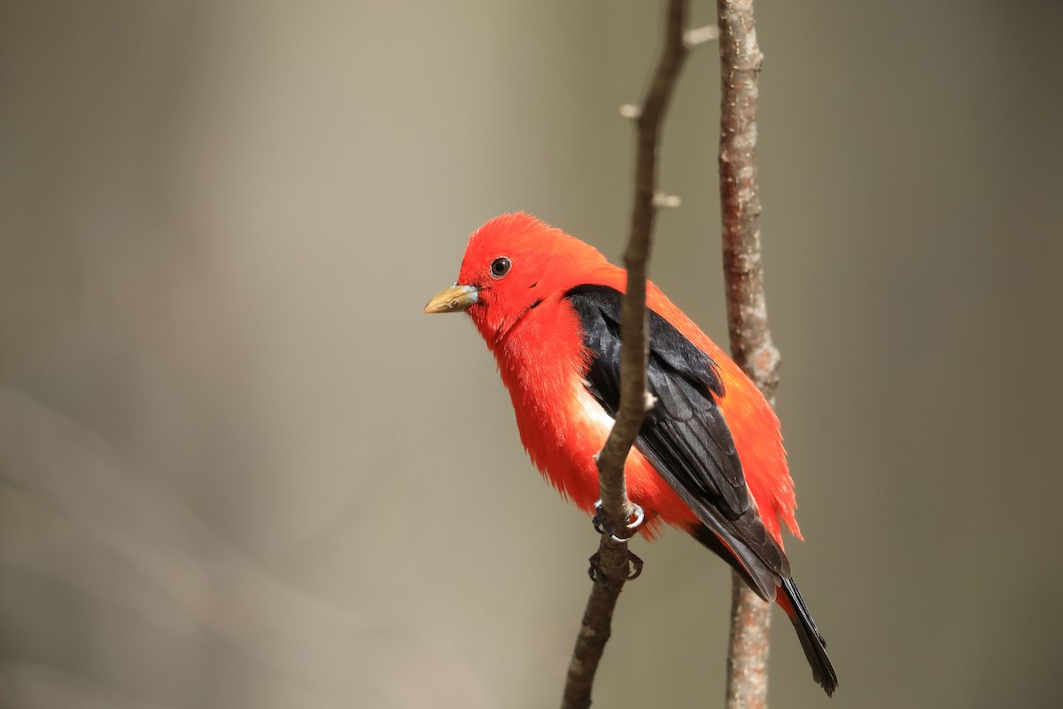 Scarlet Tanager - ML234495941