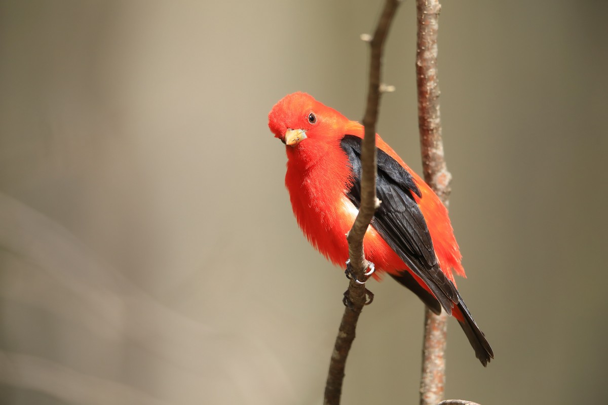 Scarlet Tanager - ML234495991