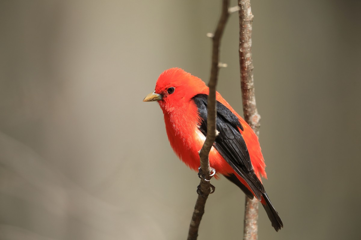 Scarlet Tanager - ML234496011