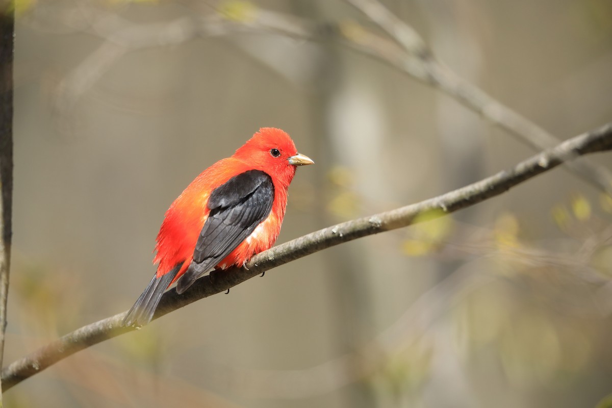 Scarlet Tanager - ML234496091