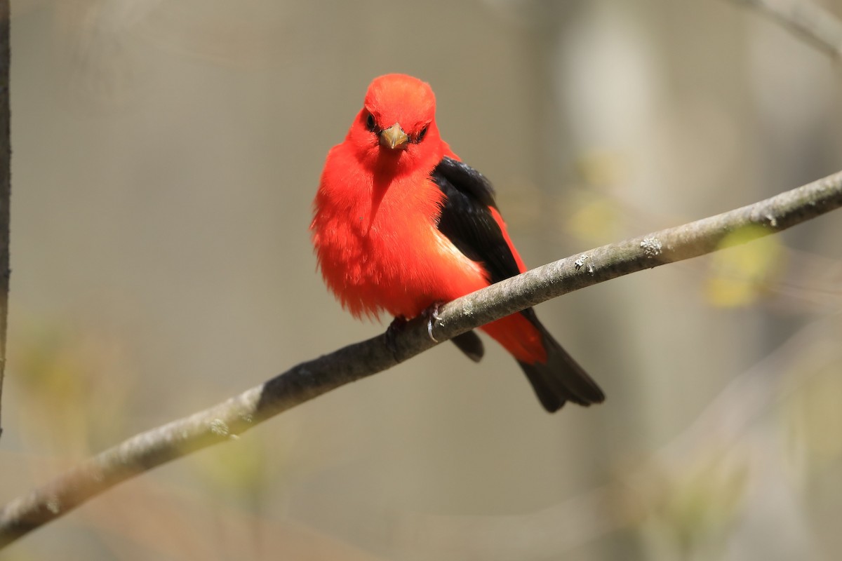 Scarlet Tanager - ML234496101