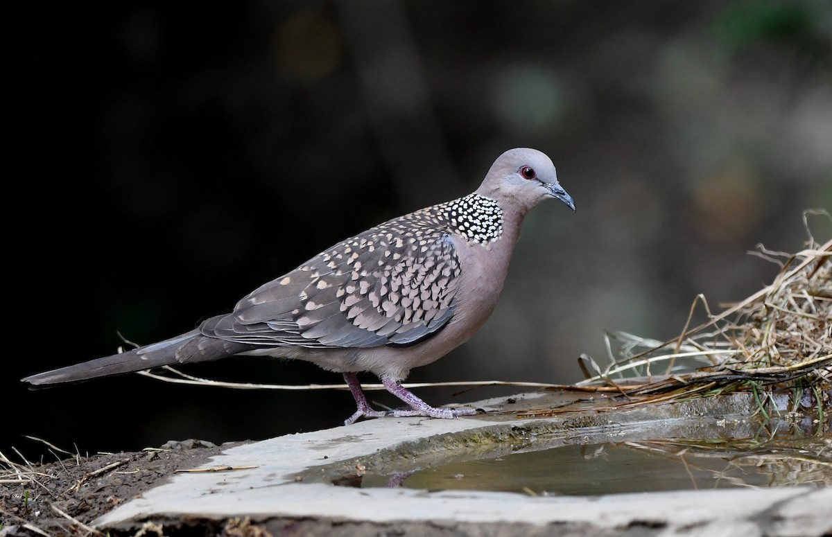 Spotted Dove - ML234496621