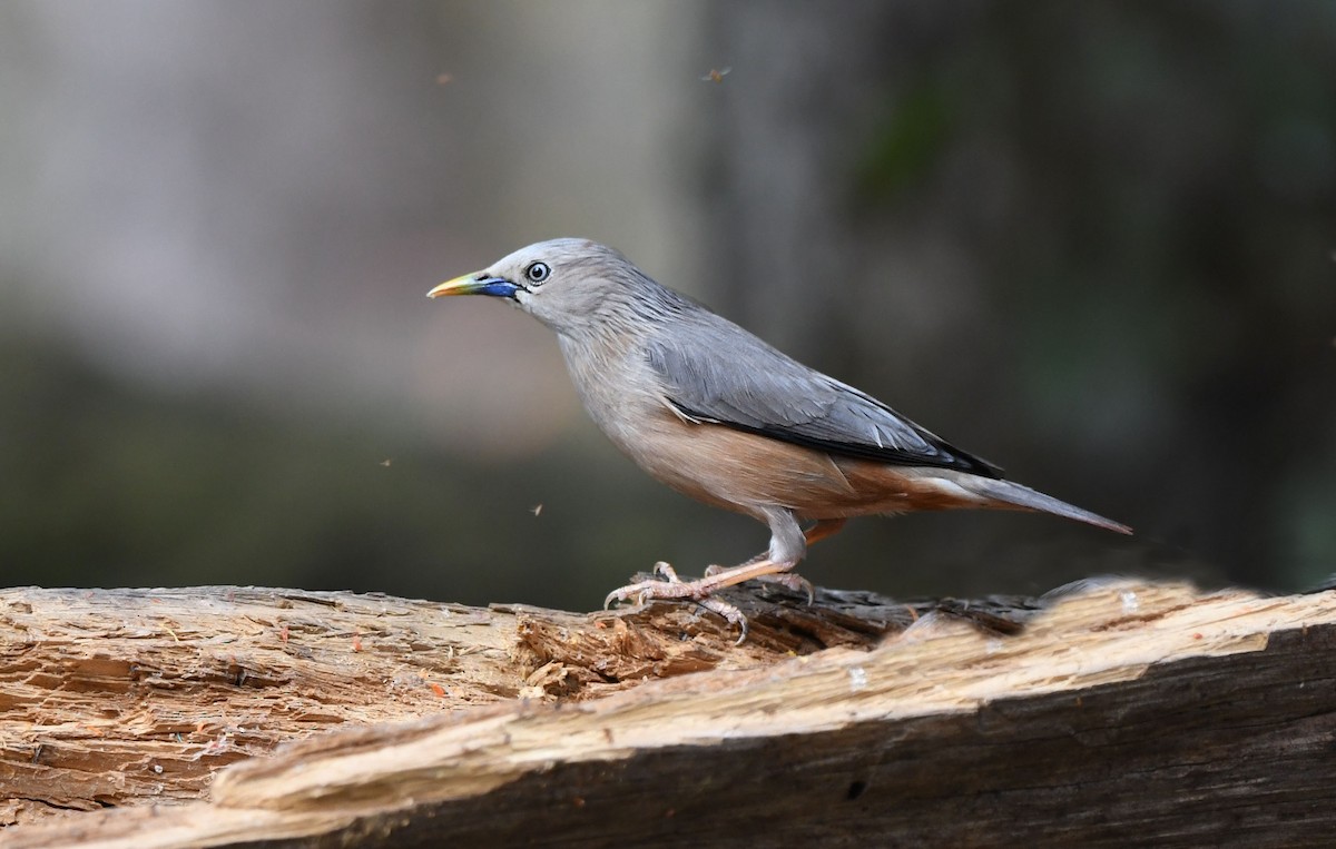 Chestnut-tailed Starling - ML234496671