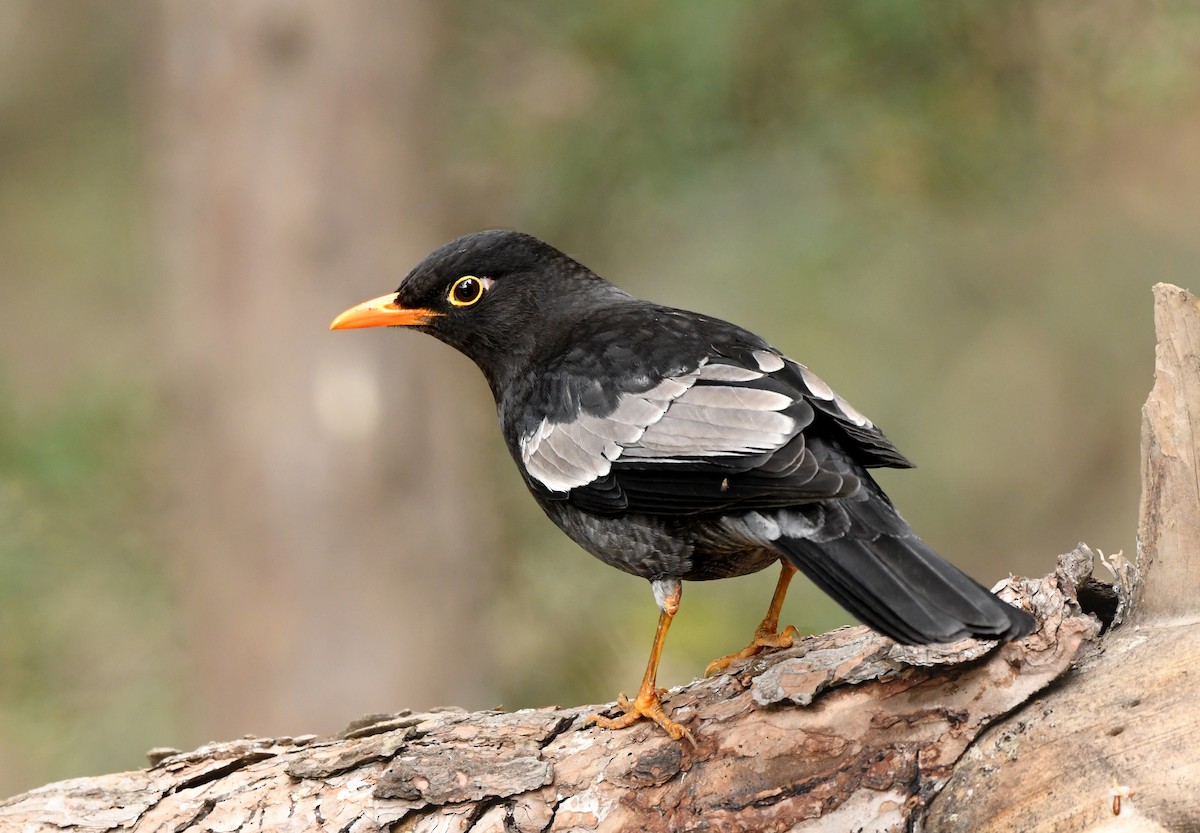 Gray-winged Blackbird - Savithri Singh