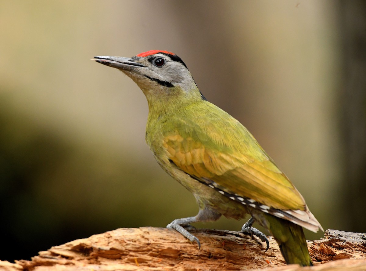 Gray-headed Woodpecker - Savithri Singh