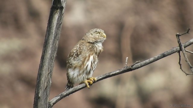 Peruvian Pygmy-Owl - ML234502261