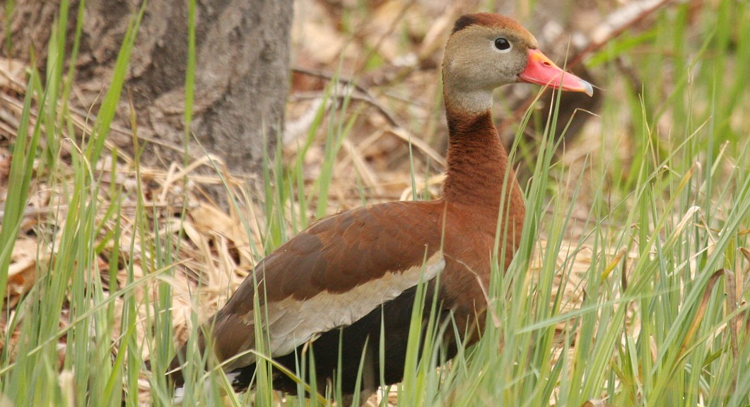 Black-bellied Whistling-Duck (fulgens) - Nick Anich