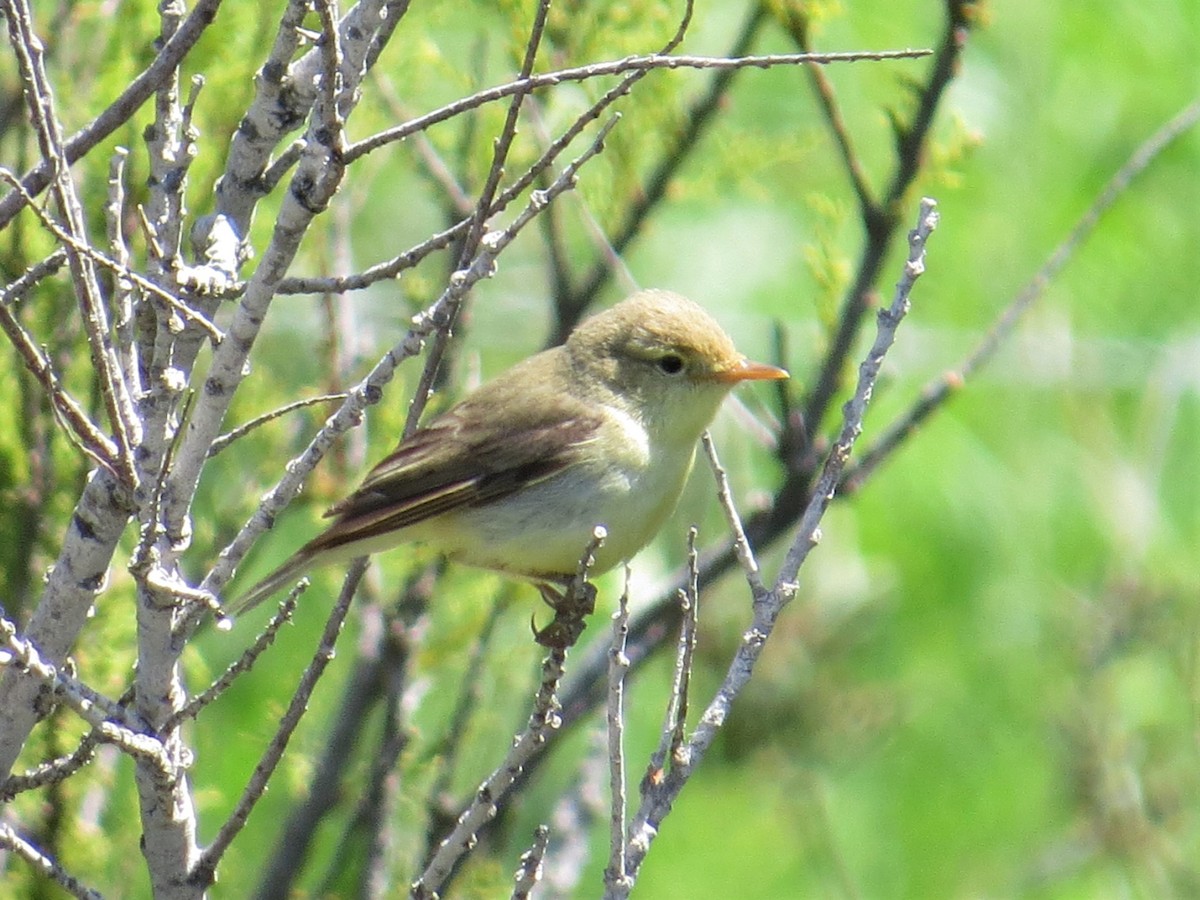 Melodious Warbler - ML234511241