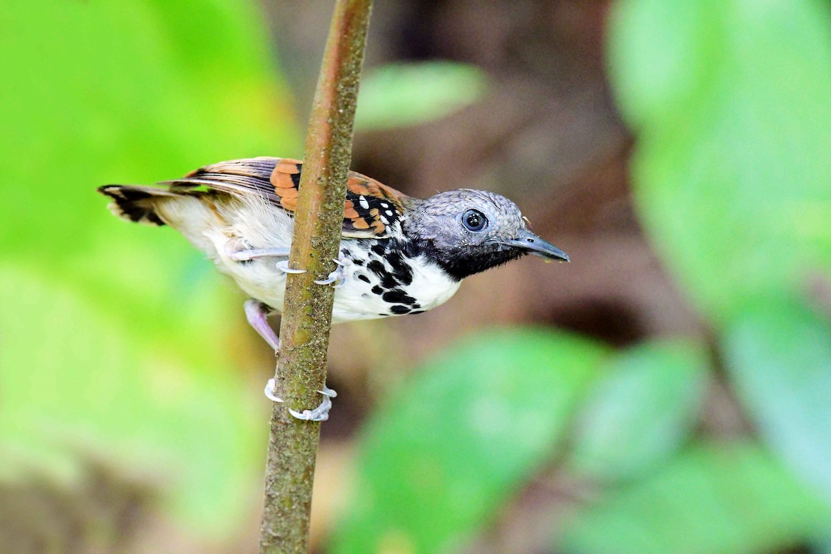 Spotted Antbird - ML234515571