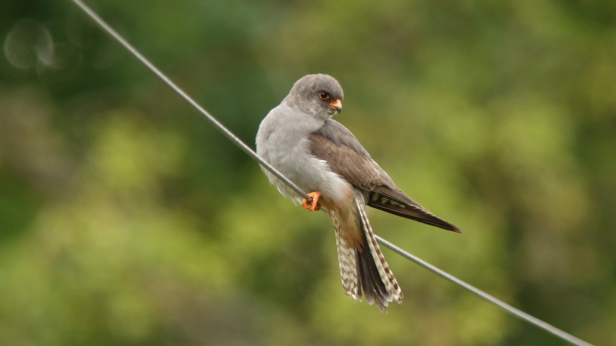 Red-footed Falcon - ML234515581