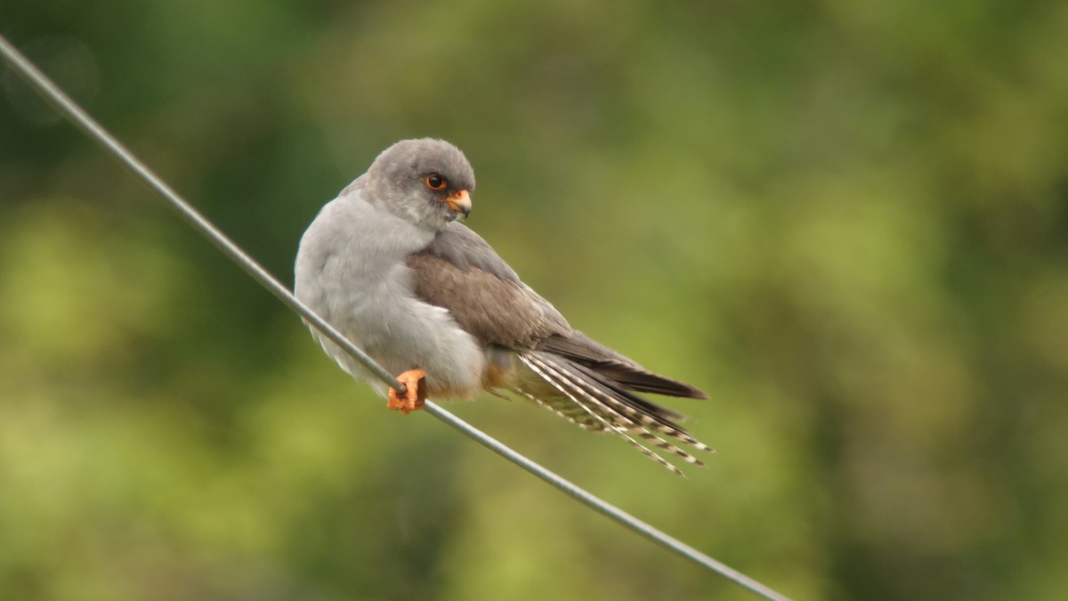 Red-footed Falcon - ML234515621