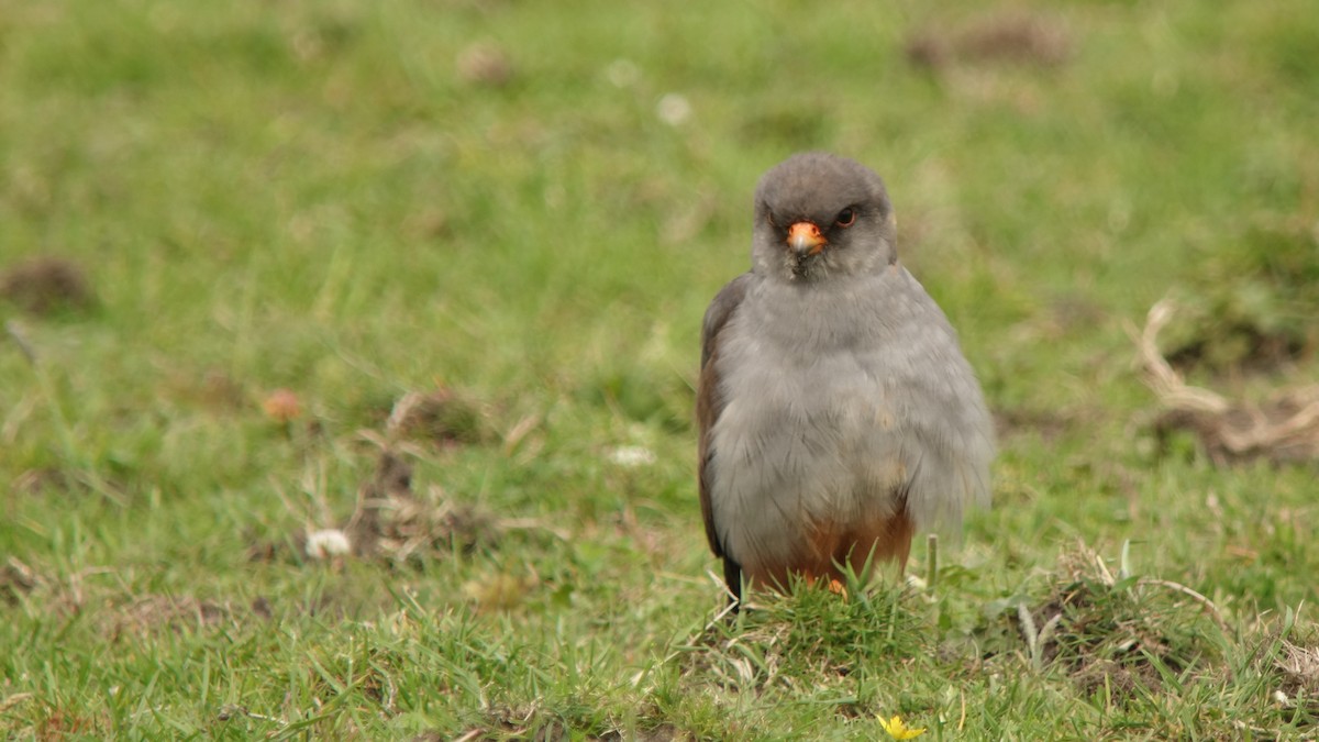 Red-footed Falcon - ML234515641