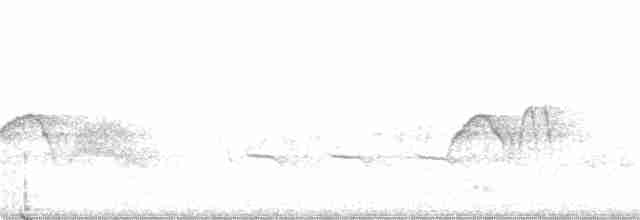 Светлобрюхий фиби - ML234516441