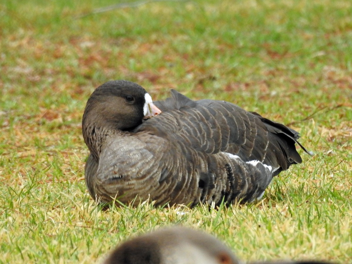 Greater White-fronted Goose - ML23451851
