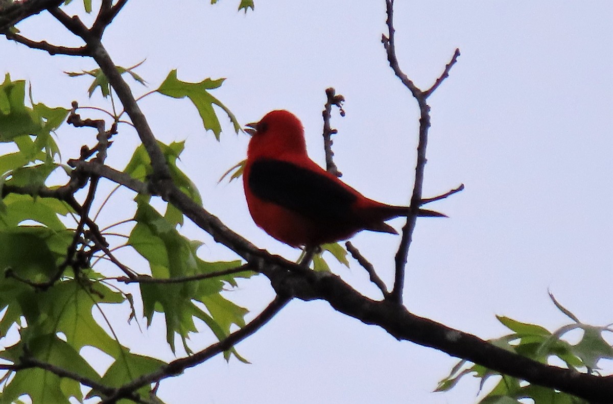 Scarlet Tanager - Anne Mytych