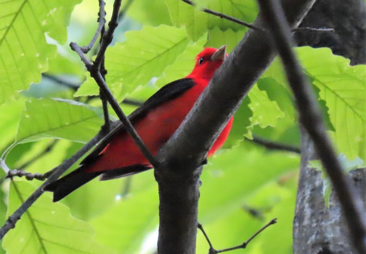 Scarlet Tanager - ML234519251