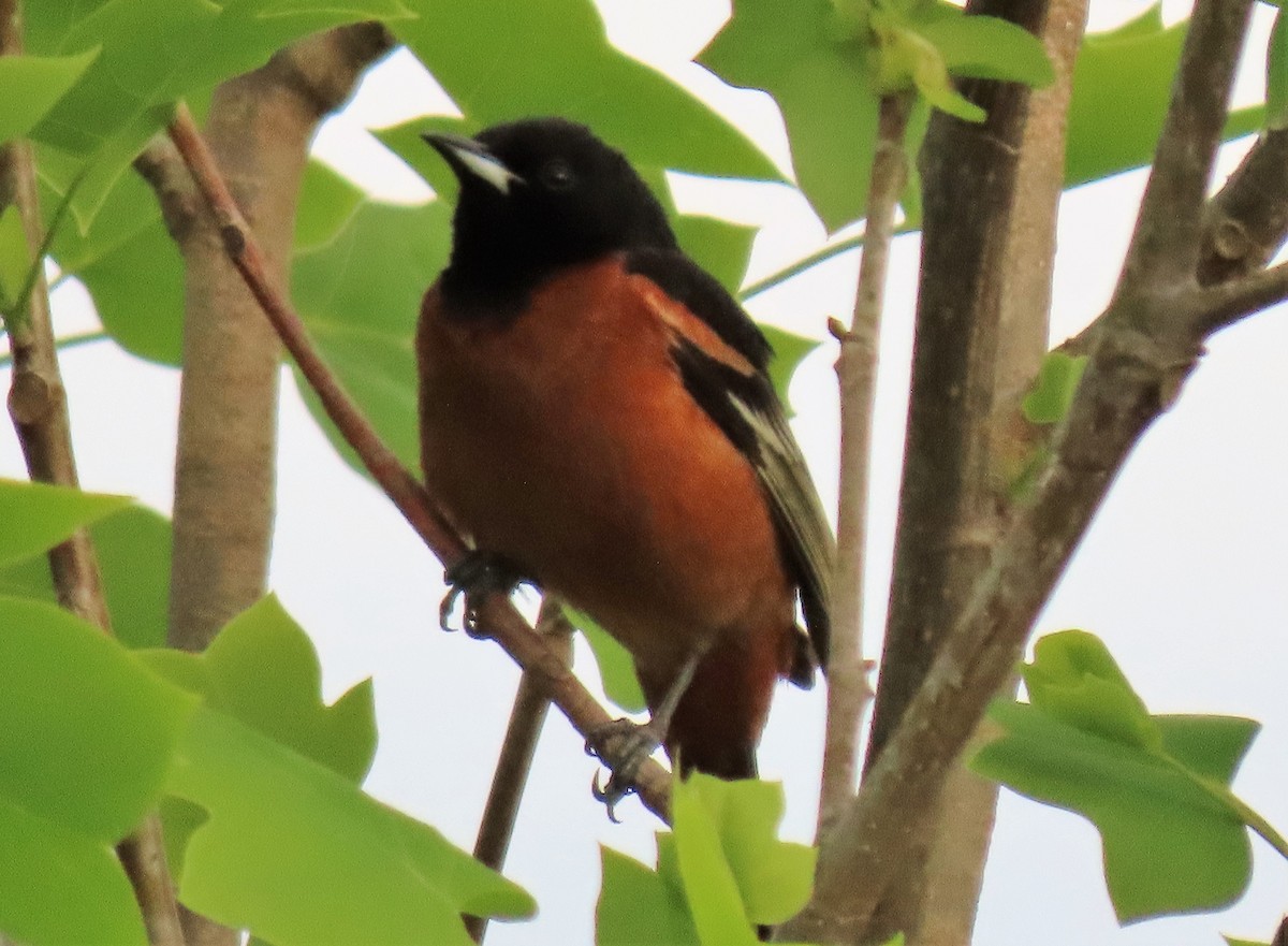 Orchard Oriole - ML234519981