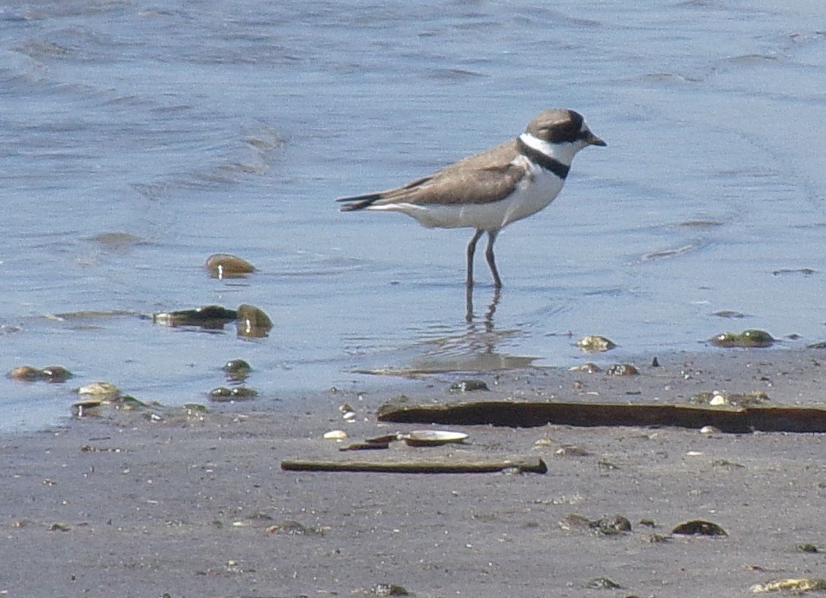 Semipalmated Plover - ML234523911