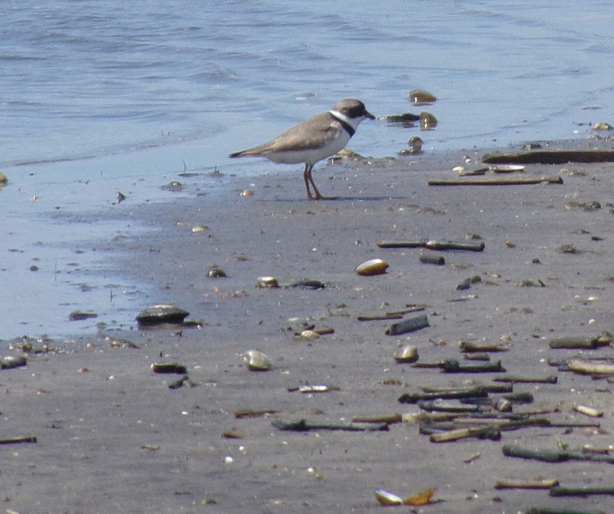 Semipalmated Plover - ML234524021