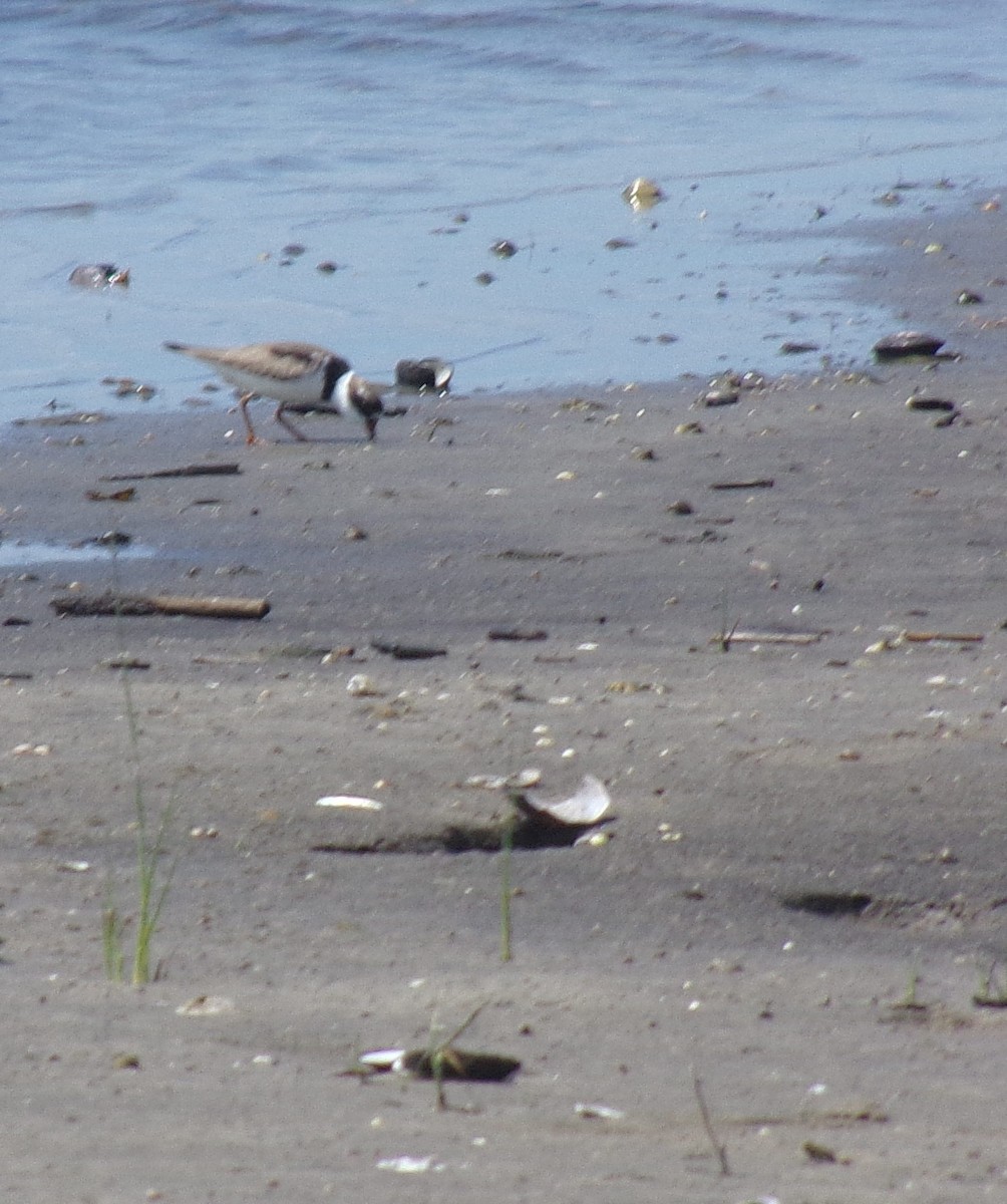 Semipalmated Plover - ML234524031