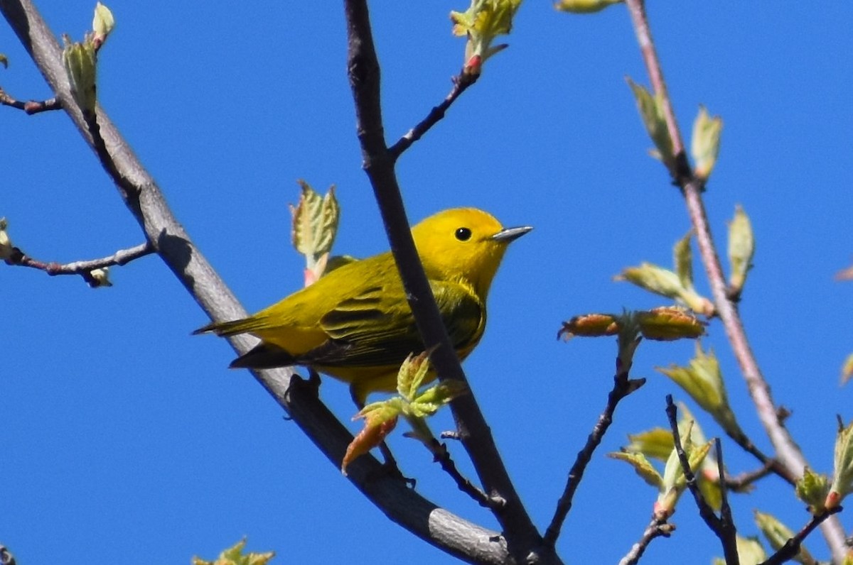 Yellow Warbler (Northern) - ML234524301