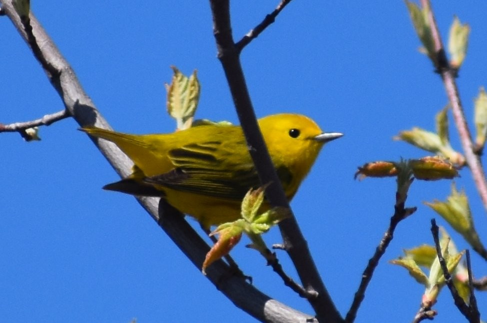 Yellow Warbler (Northern) - ML234524911