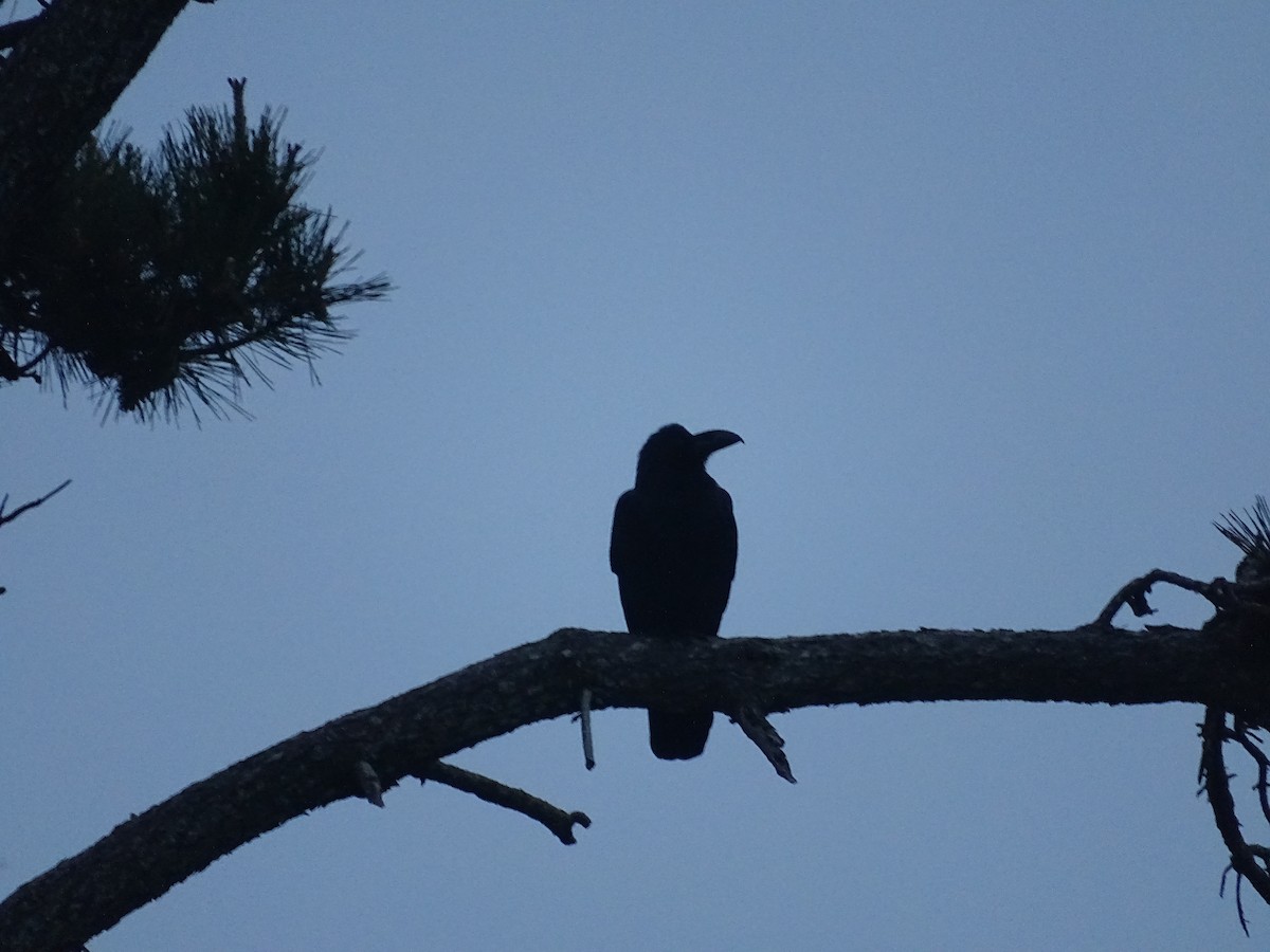 Large-billed Crow - Gerben ter Haar