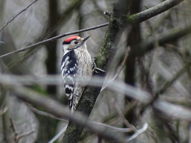 Lesser Spotted Woodpecker - ML234531671