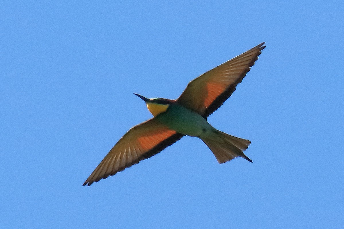 European Bee-eater - ML234533981