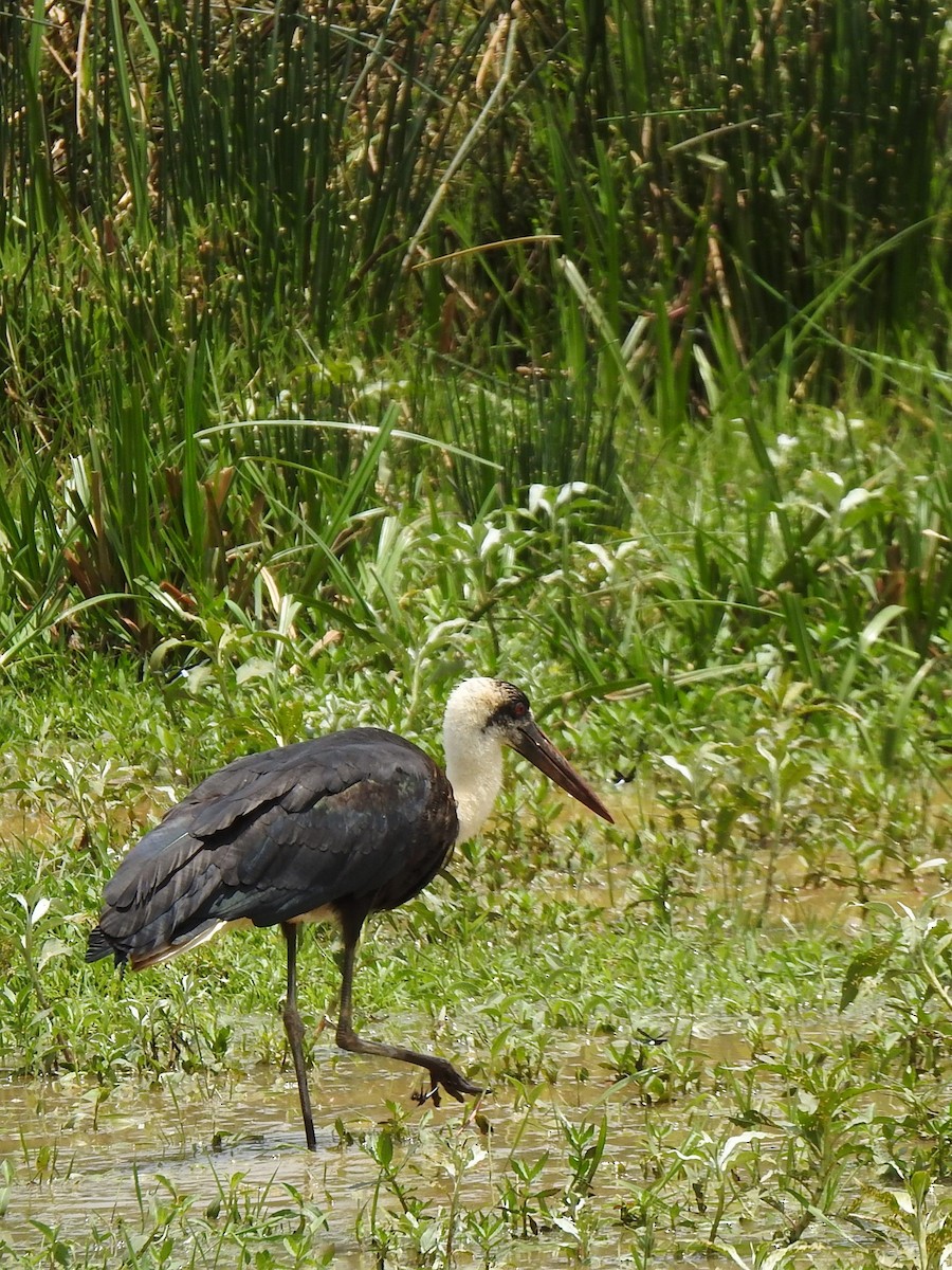 African Woolly-necked Stork - Avery Bartels