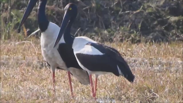 Black-necked Stork - ML234537131