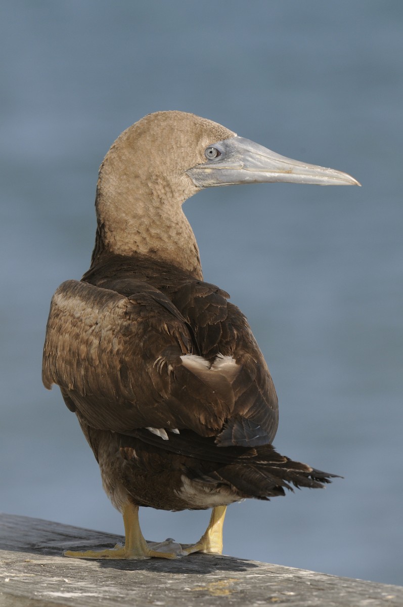Brown Booby - ML234537391
