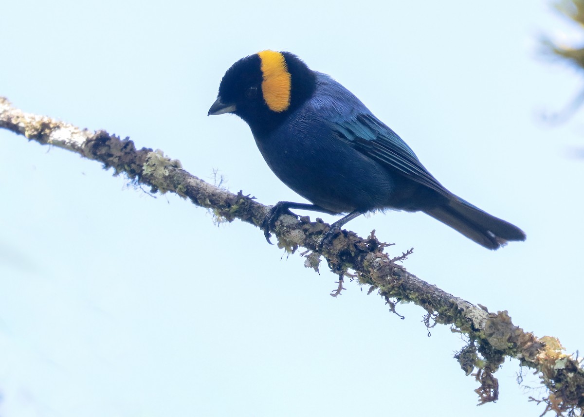 Yellow-scarfed Tanager - ML234537811