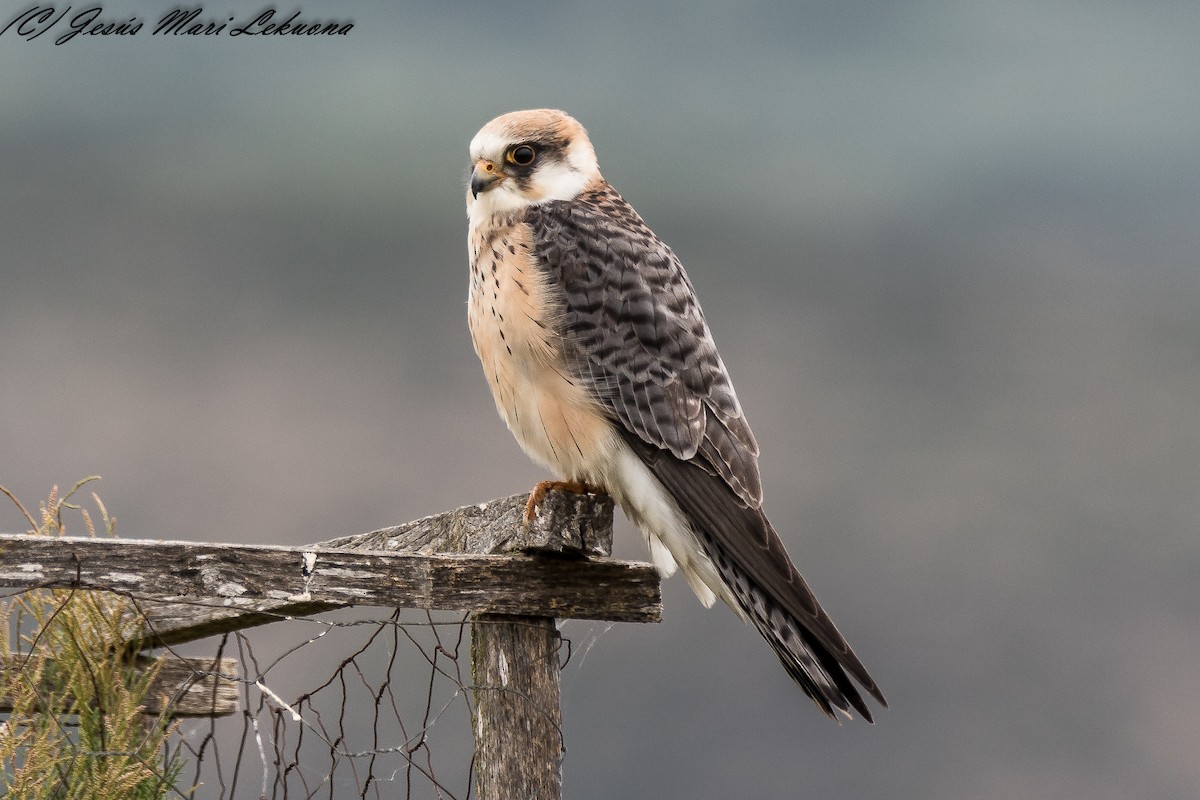Red-footed Falcon - ML234537941