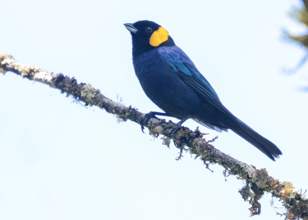 Yellow-scarfed Tanager - ML234538141
